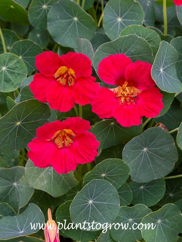 Baby Rose' Nasturium (Tropaeolum majus)